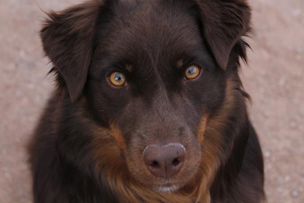 /Images/uploads/Humane Society of Utah/HSU2018/entries/3955thumb.jpg